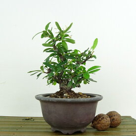 盆栽 ピラカンサ 樹高 約13cm Pyracantha バラ科 常緑樹 観賞用 小品 現品