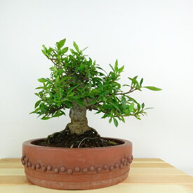 盆栽 梔子 樹高 約20cm くちなし Gardenia jasminoides クチナシ アカネ科 クチナシ属 常緑樹 観賞用 小品 現品