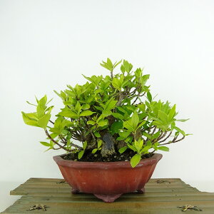 ~ q  15cm Ȃ Gardenia jasminoides N`iV AJl N`iV Ύ Ϗܗp i i