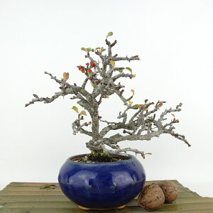盆栽 梅 長寿梅 樹高 約13cm ちょうじゅばい Chaenomeles japonica 'Chojubai' チョウジュバイ バラ科 ボケ属 落葉樹 観賞用 小品 現品 送料無料