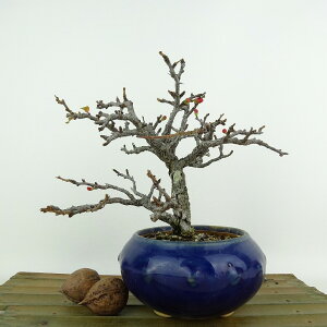 ~ ~ ~  13cm 傤΂ Chaenomeles japonica 'Chojubai' `EWoC o {P t Ϗܗp i i 