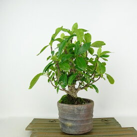 盆栽 梔子 樹高 約21cm くちなし Gardenia jasminoides クチナシ アカネ科 クチナシ属 常緑樹 観賞用 現品 送料無料