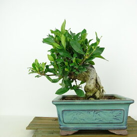 盆栽 梔子 樹高 約19cm くちなし Gardenia jasminoides クチナシ アカネ科 クチナシ属 常緑樹 観賞用 小品 現品