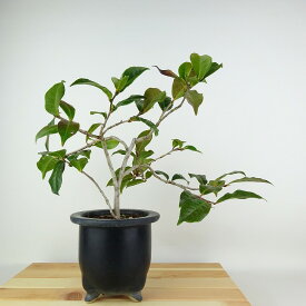 盆栽 山茶花 樹高 約23cm さざんか Camellia sasanqua サザンカ 花物 ツバキ科 常緑樹 観賞用 現品