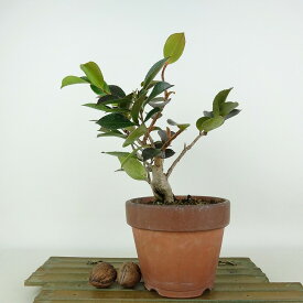 盆栽 山茶花 樹高 約21cm さざんか Camellia sasanqua サザンカ ツバキ科 常緑樹 観賞用 現品 送料無料