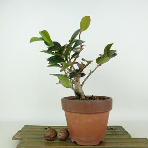 ~ R  21cm  Camellia sasanqua TUJ coL Ύ Ϗܗp i 