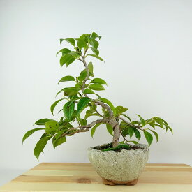 盆栽 椿 樹高 上下 約27cm つばき Camellia japonica ツバキ ツバキ科 常緑樹 観賞用 現品 送料無料