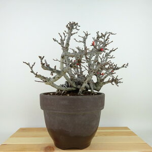 ~ ~ ~  19cm 傤΂ Chaenomeles japonica 'Chojubai' `EWoC o {P t Ϗܗp i i