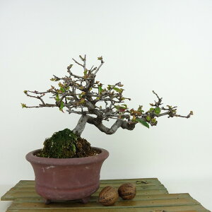 �~�� �ԗ� ���� ��16cm ����� Pseudocydonia sinensis �J���� �o���� ���t�� �Ϗܗp ���i ���i ��������