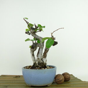 ~ ؉Z  16cm ڂ Chaenomeles speciosa {P o {P t Ϗܗp i i 