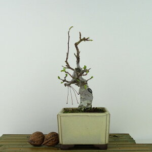 ~ C  18cm ǂ Malus micromalus JChE o t Ϗܗp i i 