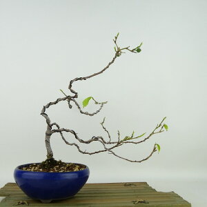 ~ f  24cm ʂт Ficus erecta Ckr N C`WN t Ϗܗp i
