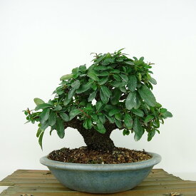 盆栽 ピラカンサ 樹高 約16cm Pyracantha バラ科 常緑樹 観賞用 小品 現品