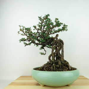 ~ Q  28cm ނꂷ Caragana sinica XY } XY t Ϗܗp i 