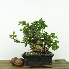 盆栽 ピラカンサ 樹高 約11cm Pyracantha バラ科 常緑樹 観賞用 小品 現品