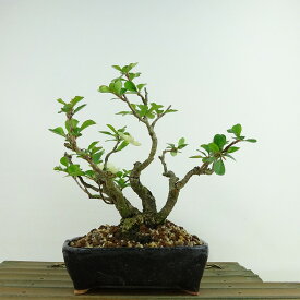 盆栽 梅 長寿梅 樹高 約17cm ちょうじゅばい Chaenomeles japonica 'Chojubai' チョウジュバイ 白 白花 バラ科 ボケ属 落葉樹 観賞用 小品 現品