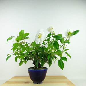 ~  g  24cm Ȃɂ킢΂ Rosa laevigata ijCo  鐫 KN ΂ Rosa o o o Ύ Ϗܗp i 