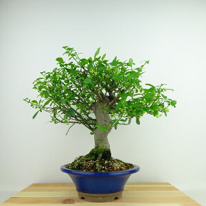 ~ ܂  27cm Euonymus alatus form ciliatodentatus R}~ jVLM tLt Ϗܗp i 