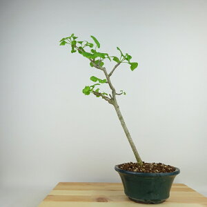 ~   36cm 傤 Ginkgo biloba C`E gt C`E t Ϗܗp i 