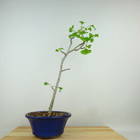 盆栽 銀杏 樹高 約36cm いちょう Ginkgo biloba イチョウ 紅葉 イチョウ科 落葉樹 観賞用 現品 送料無料