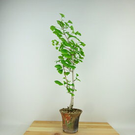 盆栽 銀杏 樹高 約44cm いちょう Ginkgo biloba イチョウ 紅葉 イチョウ科 落葉樹 観賞用 現品 送料無料