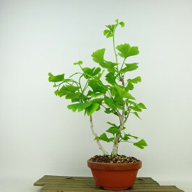 盆栽 銀杏 樹高 約37cm いちょう Ginkgo biloba イチョウ 紅葉 イチョウ科 落葉樹 観賞用 現品 送料無料
