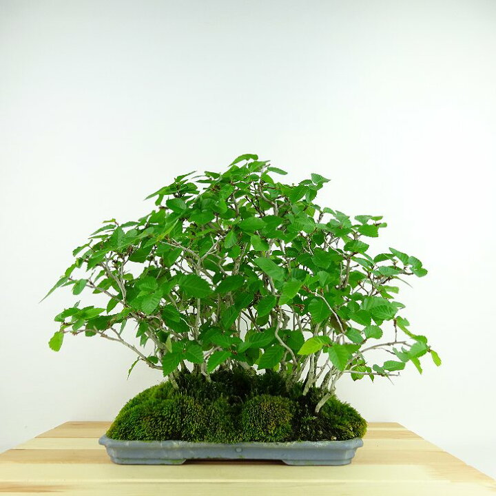 楽天市場】盆栽 岩四手 樹高 約24cm いわしで Carpinus turczaninovii 