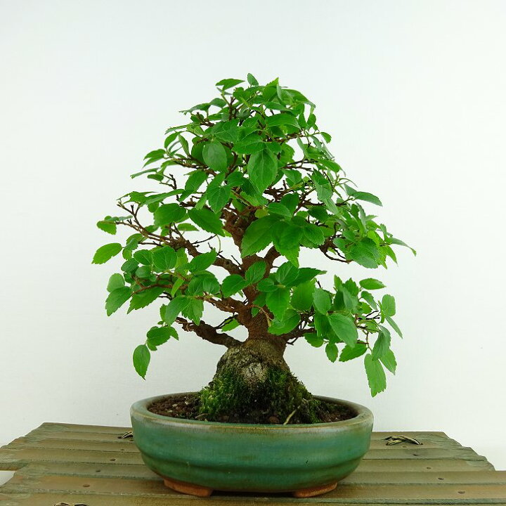 楽天市場】盆栽 榎 樹高 約20cm えのき Celtis sinensis エノキ アサ科 