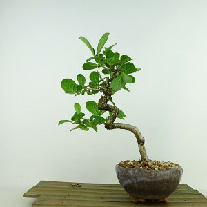 ~ W  18cm ӂ Symplocos sawafutagi Tt^M nCmL nCmL t Ϗܗp i i 