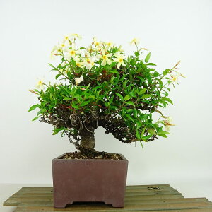 盆栽 定家葛 樹高 約20cm ていかかずら Trachelospermum asiaticum テイカカズラ つる性 キョウチクトウ科 常緑樹 紅葉 観賞用 小品 現品