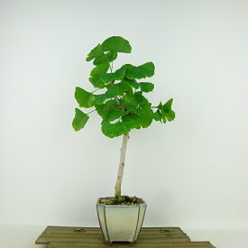 盆栽 銀杏 樹高 約23cm いちょう Ginkgo biloba イチョウ 紅葉 イチョウ科 落葉樹 観賞用 現品