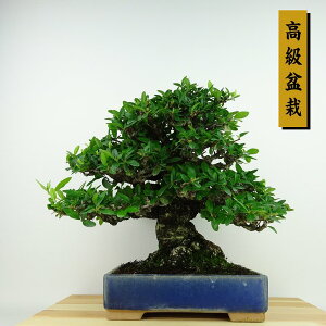 ~ sJT  26cm ~ Pyracantha o Ύ Ϗܗp i