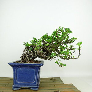 ~ ~ ~  14cm 傤΂ Chaenomeles japonica 'Chojubai' `EWoC o {P t Ϗܗp i i