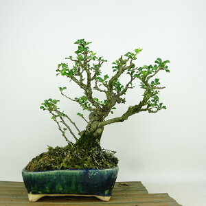 ~ ~ ~  21cm 傤΂ Chaenomeles japonica 'Chojubai' `EWoC o {P t Ϗܗp i