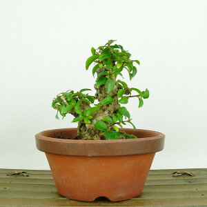 ~ Sg  9cm 邷ׂ Lagerstroemia indica TXx g  ~\nM TXx t Ϗܗp i i 