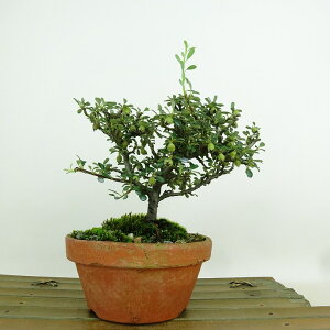 ~ ۓ  15cm ܂ Cotoneaster morrisonensis J}cJRP o VhgE Ύ Ϗܗp i i