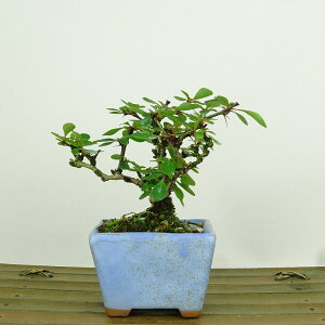 ~ ږ  8cm ߂ Berberis thunbergii M M t Ϗܗp i i