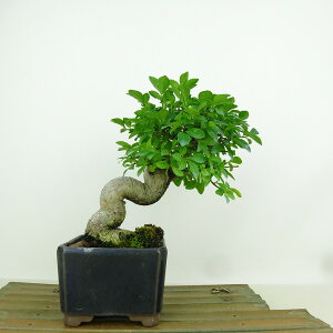 ~ ܂  16cm Euonymus alatus form ciliatodentatus R}~ jVLM tLt Ϗܗp i i 