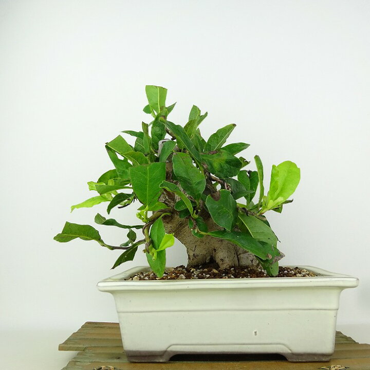 楽天市場】盆栽 姫こぶし 樹高 約21cm ひめこぶし Magnolia tomentosa 