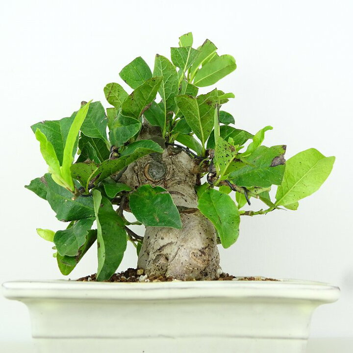 楽天市場】盆栽 姫こぶし 樹高 約21cm ひめこぶし Magnolia tomentosa 