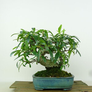 ~ sJT  17cm Pyracantha  o Ύ Ϗܗp i 