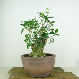 ~ ^|  25cm ܂ Euonymus sieboldianus }~ gt jVLM tLt Ϗܗp i 
