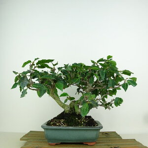 ~ RџO Ԃ  19cm Fagus crenata ui ui t Ϗܗp i i