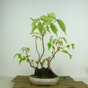 ~  ̖  20cm ͂̂ Toxicodendron succedaneum n[mL gt EV EV t Ϗܗp i i 