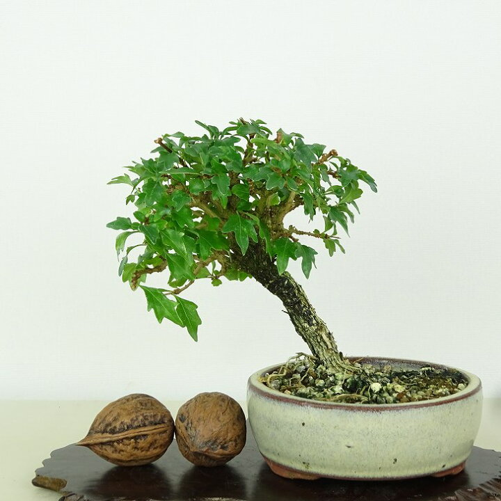 楽天市場】盆栽 匂い楓 樹高 約10cm においかえで Premna japonica 