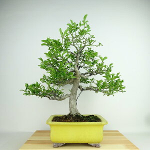 ~ ܂  36cm Euonymus alatus form ciliatodentatus R}~ jVLM tLt Ϗܗp i