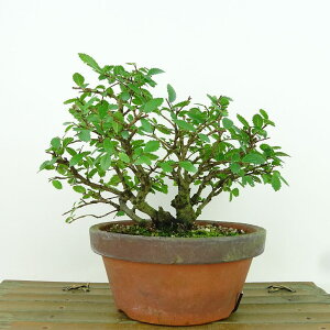 ~ O  14cm ɂꂯ₫ Ulmus parvifolia jPL gt j t Ϗܗp i i 