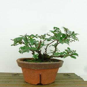~ O  10cm ɂꂯ₫ Ulmus parvifolia jPL gt j t Ϗܗp i i 