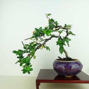 ~ sJT  ㉺ 20cm Pyracantha  IW o Ύ Ϗܗp i i