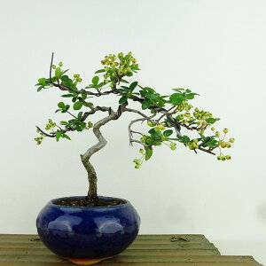 ~ sJT  17cm Pyracantha  IW o Ύ Ϗܗp i i